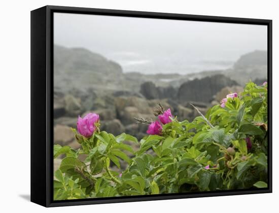 Beach Roses Along Marginal Way, Ogunquit, Maine, USA-Lisa S^ Engelbrecht-Framed Stretched Canvas