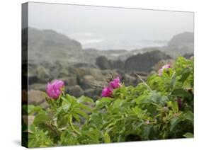 Beach Roses Along Marginal Way, Ogunquit, Maine, USA-Lisa S^ Engelbrecht-Stretched Canvas