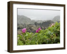 Beach Roses Along Marginal Way, Ogunquit, Maine, USA-Lisa S^ Engelbrecht-Framed Photographic Print