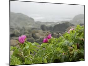 Beach Roses Along Marginal Way, Ogunquit, Maine, USA-Lisa S^ Engelbrecht-Mounted Photographic Print