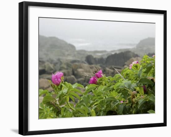 Beach Roses Along Marginal Way, Ogunquit, Maine, USA-Lisa S^ Engelbrecht-Framed Photographic Print