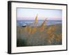 Beach Scene with Sea Oats-Steve Winter-Framed Photographic Print