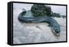 Beach, Sea-Eel, Conger Conger, Fish, Eel-Carl-Werner Schmidt-Luchs-Framed Stretched Canvas