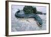 Beach, Sea-Eel, Conger Conger, Fish, Eel-Carl-Werner Schmidt-Luchs-Framed Photographic Print