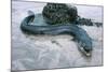 Beach, Sea-Eel, Conger Conger, Fish, Eel-Carl-Werner Schmidt-Luchs-Mounted Photographic Print