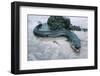 Beach, Sea-Eel, Conger Conger, Fish, Eel-Carl-Werner Schmidt-Luchs-Framed Photographic Print