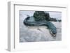 Beach, Sea-Eel, Conger Conger, Fish, Eel-Carl-Werner Schmidt-Luchs-Framed Photographic Print