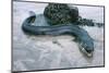 Beach, Sea-Eel, Conger Conger, Fish, Eel-Carl-Werner Schmidt-Luchs-Mounted Photographic Print