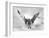 Beach Seagull Landing-Stephen Lebovits-Framed Giclee Print