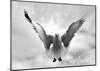 Beach Seagull Landing-Stephen Lebovits-Mounted Giclee Print