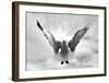 Beach Seagull Landing-Stephen Lebovits-Framed Giclee Print