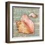 Beach Shells Conch-Julie Paton-Framed Art Print