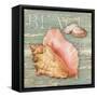 Beach Shells Conch-Julie Paton-Framed Stretched Canvas