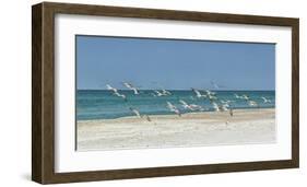 Beach Skimmers-Mary Lou Johnson-Framed Art Print