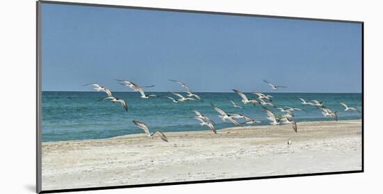 Beach Skimmers-Mary Lou Johnson-Mounted Art Print