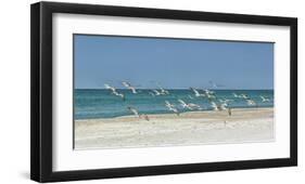 Beach Skimmers-Mary Lou Johnson-Framed Giclee Print