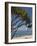 Beach, St. Pierre, Reunion Island, French Overseas Territory-Cindy Miller Hopkins-Framed Photographic Print