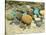 Beach Stones-Mark Goodall-Stretched Canvas
