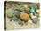 Beach Stones-Mark Goodall-Stretched Canvas