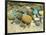 Beach Stones-Mark Goodall-Framed Art Print