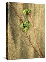 Beach Strawberry, Seal Rock State Park, Oregon, USA-Charles Gurche-Stretched Canvas