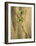 Beach Strawberry, Seal Rock State Park, Oregon, USA-Charles Gurche-Framed Photographic Print