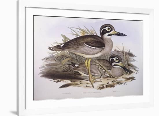 Beach Thick-Knee (Esacus Magnirostris or Burhinus Giganteus)-John Gould-Framed Giclee Print
