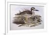 Beach Thick-Knee (Esacus Magnirostris or Burhinus Giganteus)-John Gould-Framed Giclee Print