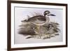 Beach Thick-Knee (Esacus Magnirostris or Burhinus Giganteus)-John Gould-Framed Giclee Print