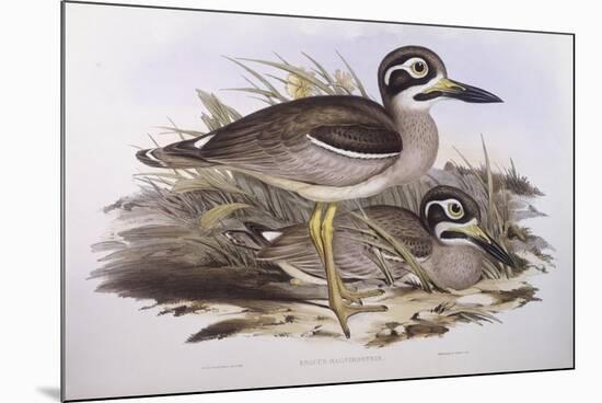 Beach Thick-Knee (Esacus Magnirostris or Burhinus Giganteus)-John Gould-Mounted Giclee Print