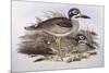 Beach Thick-Knee (Esacus Magnirostris or Burhinus Giganteus)-John Gould-Mounted Giclee Print