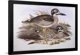 Beach Thick-Knee (Esacus Magnirostris or Burhinus Giganteus)-John Gould-Framed Giclee Print