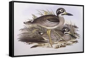 Beach Thick-Knee (Esacus Magnirostris or Burhinus Giganteus)-John Gould-Framed Stretched Canvas