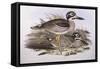 Beach Thick-Knee (Esacus Magnirostris or Burhinus Giganteus)-John Gould-Framed Stretched Canvas