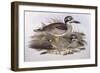 Beach Thick-Knee (Esacus Magnirostris or Burhinus Giganteus)-John Gould-Framed Giclee Print