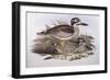 Beach Thick-Knee (Esacus Magnirostris or Burhinus Giganteus)-John Gould-Framed Giclee Print