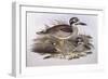 Beach Thick-Knee (Esacus Magnirostris or Burhinus Giganteus)-John Gould-Framed Giclee Print