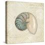 Beach Treasures III-Emily Adams-Stretched Canvas