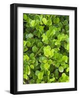 Beach Vegetation on the Edge of the Rain Forest, Tortuguero National Park, Costa Rica-R H Productions-Framed Photographic Print