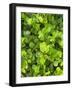 Beach Vegetation on the Edge of the Rain Forest, Tortuguero National Park, Costa Rica-R H Productions-Framed Photographic Print