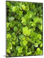 Beach Vegetation on the Edge of the Rain Forest, Tortuguero National Park, Costa Rica-R H Productions-Mounted Photographic Print