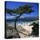 Beach View, Cala Rossa, South East Corsica, Corsica, France, Mediterranean, Europe-Stuart Black-Stretched Canvas