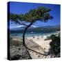 Beach View, Cala Rossa, South East Corsica, Corsica, France, Mediterranean, Europe-Stuart Black-Stretched Canvas