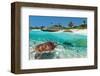 Beach With Green Turtle Mexico-null-Framed Art Print