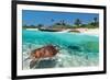 Beach With Green Turtle Mexico-null-Framed Art Print