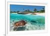 Beach With Green Turtle Mexico-null-Framed Art Print