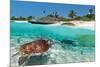 Beach With Green Turtle Mexico-null-Mounted Art Print