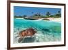 Beach With Green Turtle Mexico-null-Framed Art Print