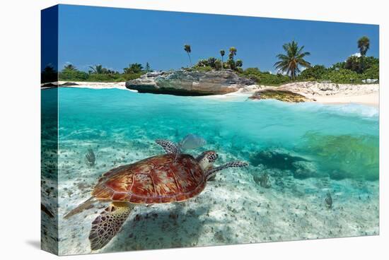 Beach With Green Turtle Mexico-null-Stretched Canvas