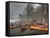 Beached Trees From Ocean Storms, Rialto Beach, Olympic National Park, Washington, USA-Jamie & Judy Wild-Framed Stretched Canvas